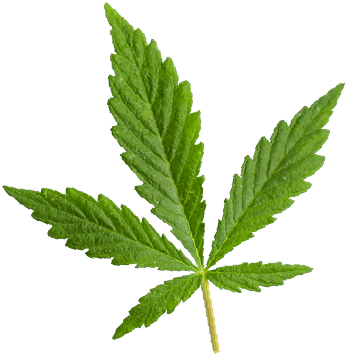 https://www.erkangurgen.com/wp-content/uploads/2018/12/marijuana_leaf.png